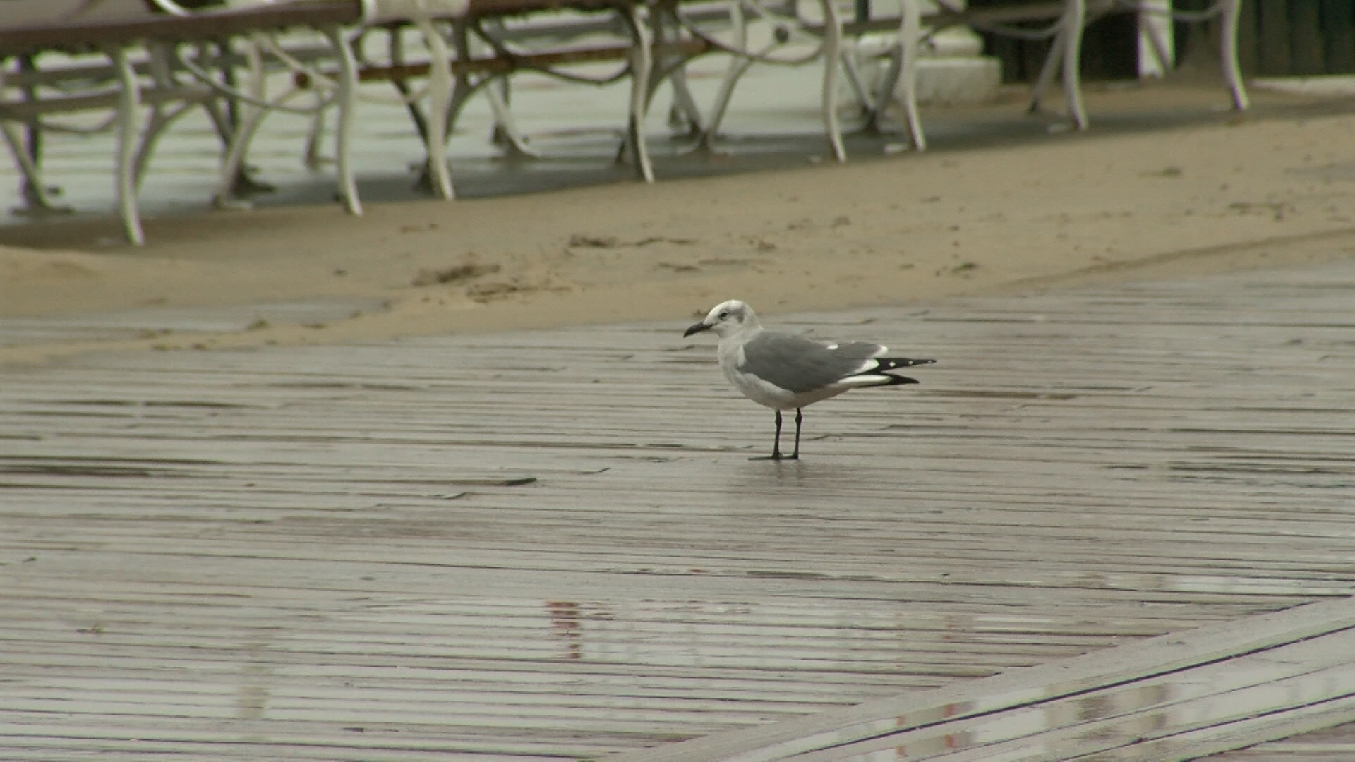 Ocean City bird